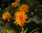 Digital photos wallpaper 030