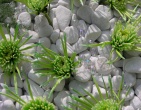 Digital photos wallpaper 031