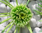 Digital photos wallpaper 032