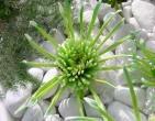 Digital photos wallpaper 033