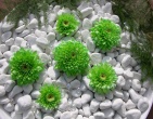 Digital photos wallpaper 036