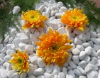 Digital photos wallpaper 037