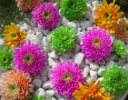 Digital photos wallpaper 040