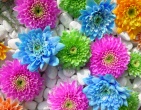 Digital photos wallpaper 042