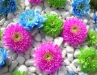 digital photos wallpaper 043