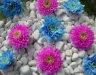 Digital photos wallpaper 044