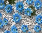 Digital photos wallpaper 046