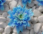 Digital photos wallpaper 047