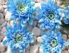 Digital photos wallpaper 048