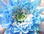 Digital photos wallpaper 051