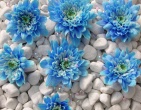Digital photos wallpaper 052