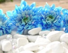 Digital photos wallpaper 053