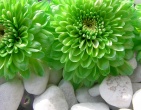 Digital photos wallpaper 054