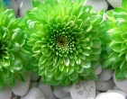 Digital photos wallpaper 055