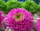 Digital photos wallpaper 057