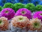digital photos wallpaper 060