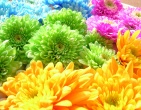 digital photos wallpaper 067