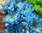Digital photos wallpaper 069