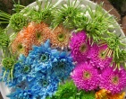 Digital photos wallpaper 071