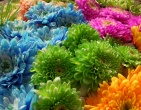 Digital photos wallpaper 072