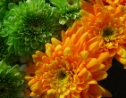 Digital photos wallpaper 073