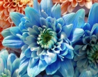 Digital photos wallpaper 079