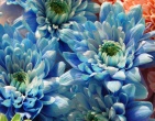 Digital photos wallpaper 080