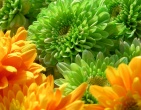 Digital photos wallpaper 081