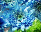 Digital photos wallpaper 086