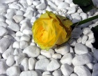Digital photos wallpaper 087