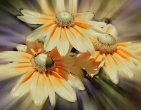Digital photos wallpaper 092