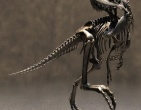 Dinosaurs wallpaper 030
