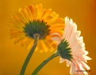 Flowers wallpaper 002