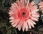 Flowers wallpaper 003