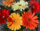 Flowers wallpaper 004