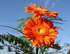 Flowers wallpaper 006