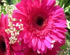 Flowers wallpaper 011