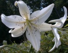 Flowers wallpaper 012