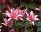 Flowers wallpaper 014