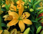 Flowers wallpaper 015