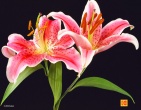 Flowers wallpaper 016