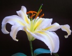 Flowers wallpaper 017
