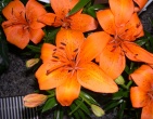 Flowers wallpaper 018
