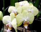 Flowers wallpaper 020