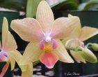 Flowers wallpaper 021