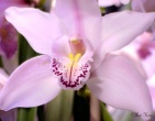 Flowers wallpaper 022