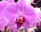 Flowers wallpaper 023