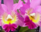 Flowers wallpaper 024