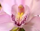 Flowers wallpaper 025
