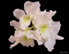 Flowers wallpaper 026